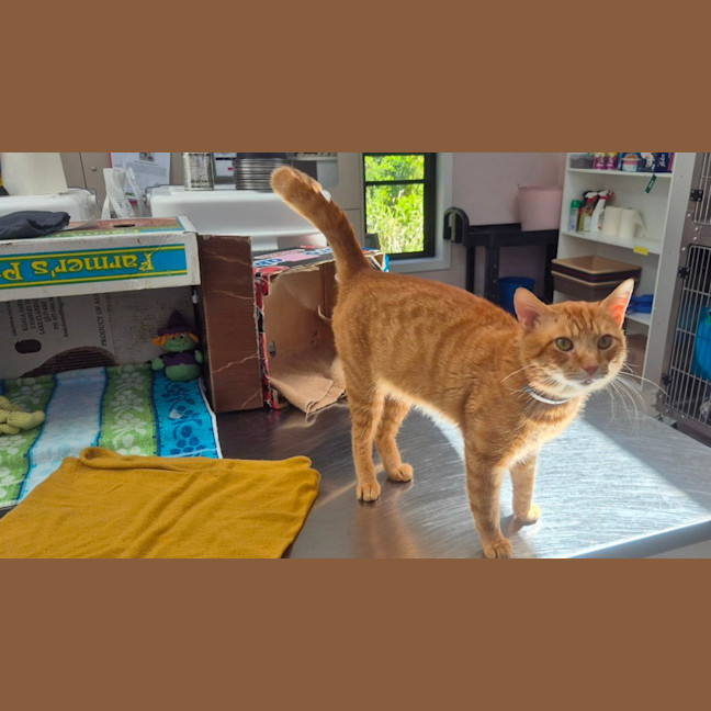 Photo of Tommy (9977)