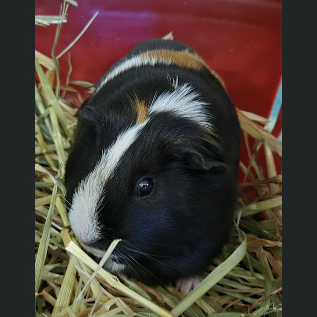 Photo of Alexandria (Bonded With Isabella)