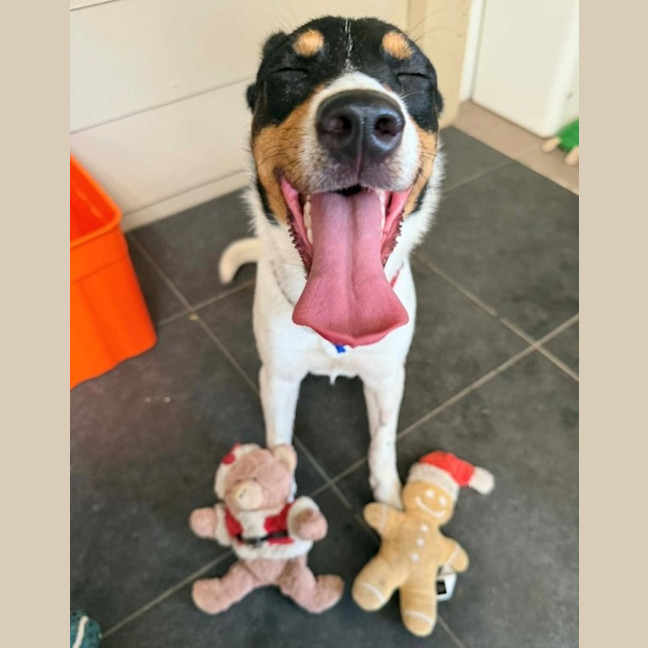 Photo of Sooky   1 Year Old Mini Foxie X