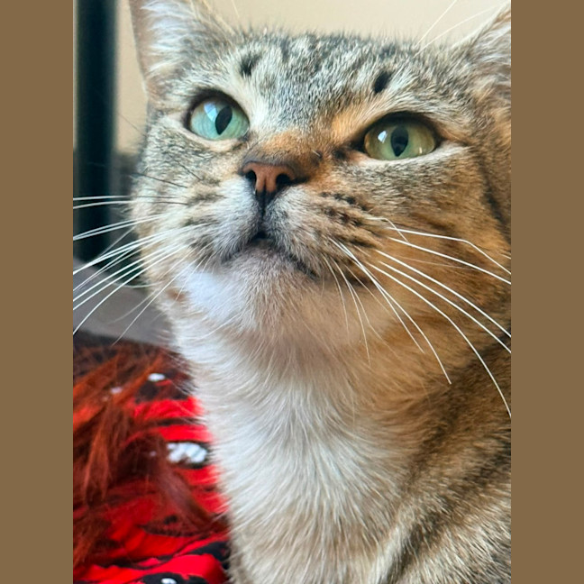Photo of Stumpy