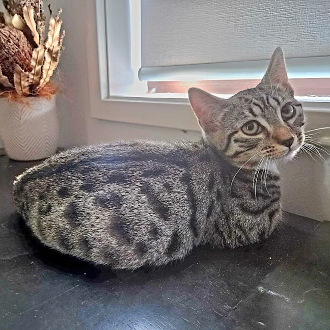 Photo of Romeo