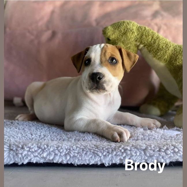 Photo of Brody