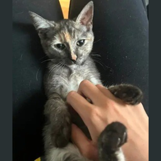 Photo of Emerald