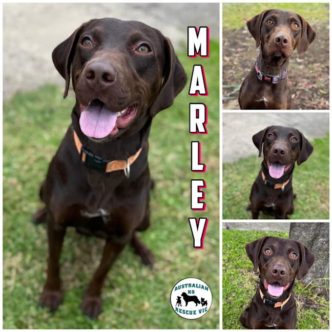 Photo of Marley