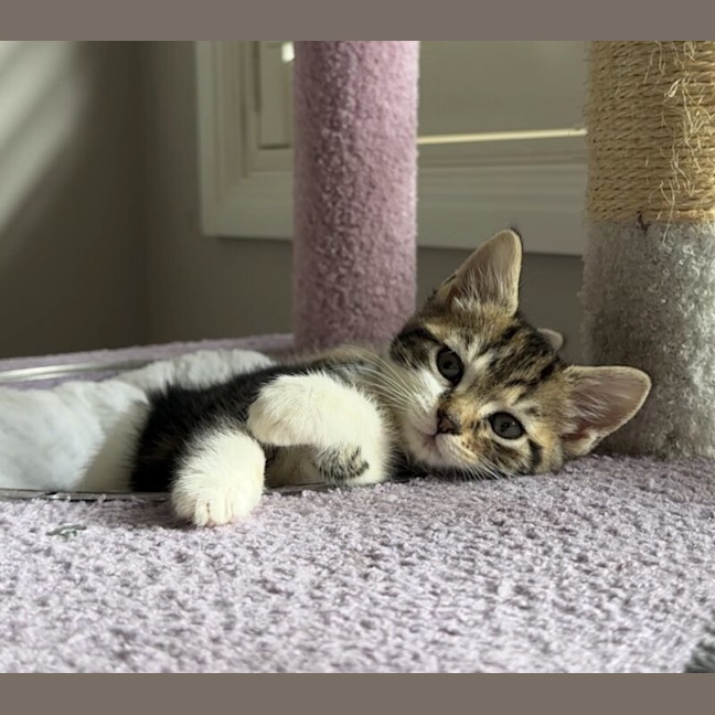 Photo of Pixie