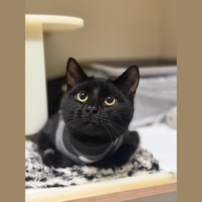 Photo of 👒 Bernadette 6269 👒