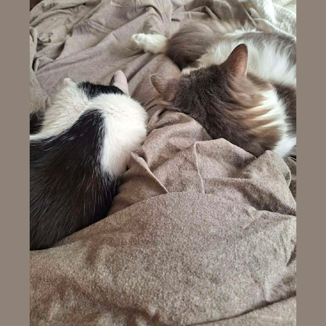 Photo of Little Guy   In Foster In Care In Brunswick East