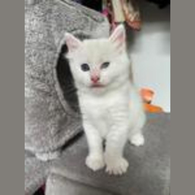 Photo of Muffin