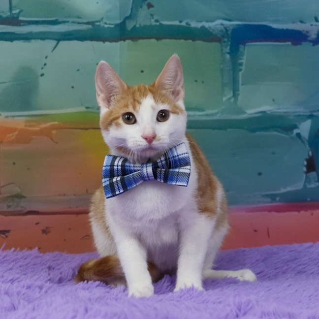Photo of Fred Weasley