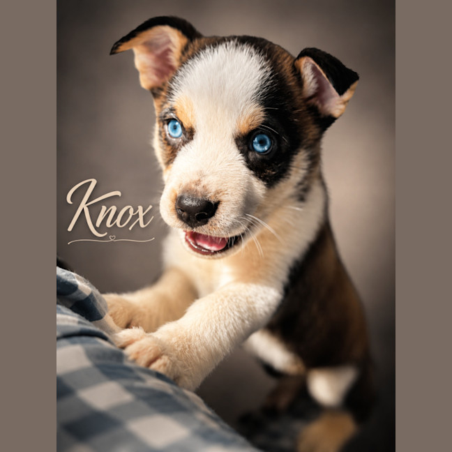 Photo of Knox