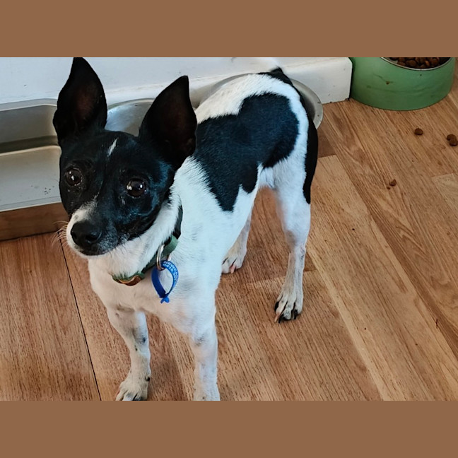 Photo of Pippa
