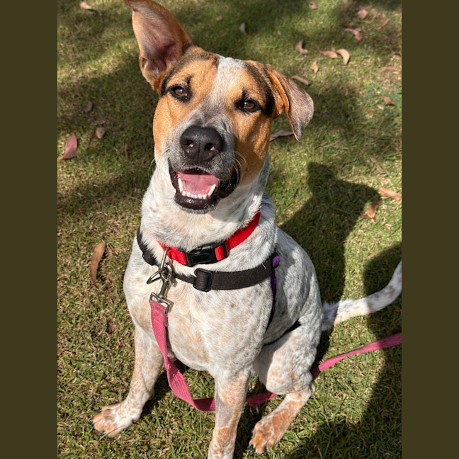 Photo of Rusty