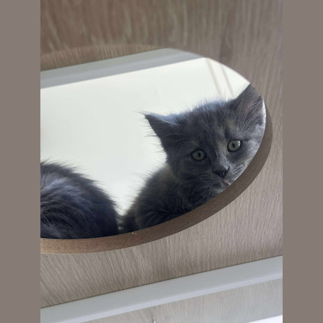 Photo of Countess Wigglebum 