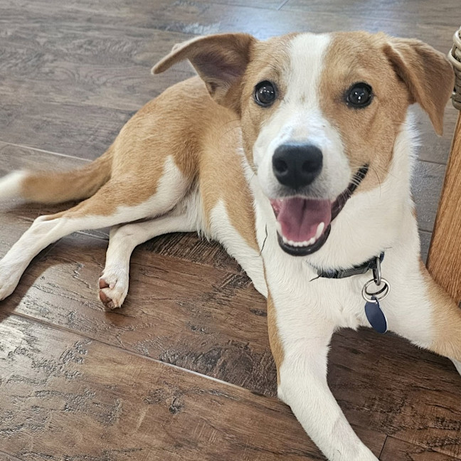 Photo of Harvey