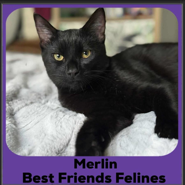 Photo of Merlin 