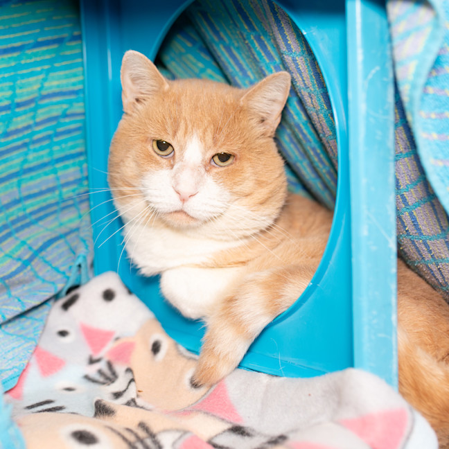 Photo of Goose