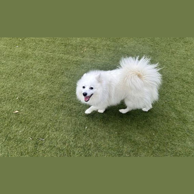 Photo of Cherry