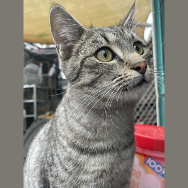 Photo of Clyde
