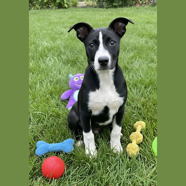 Photo of Bagel Barky