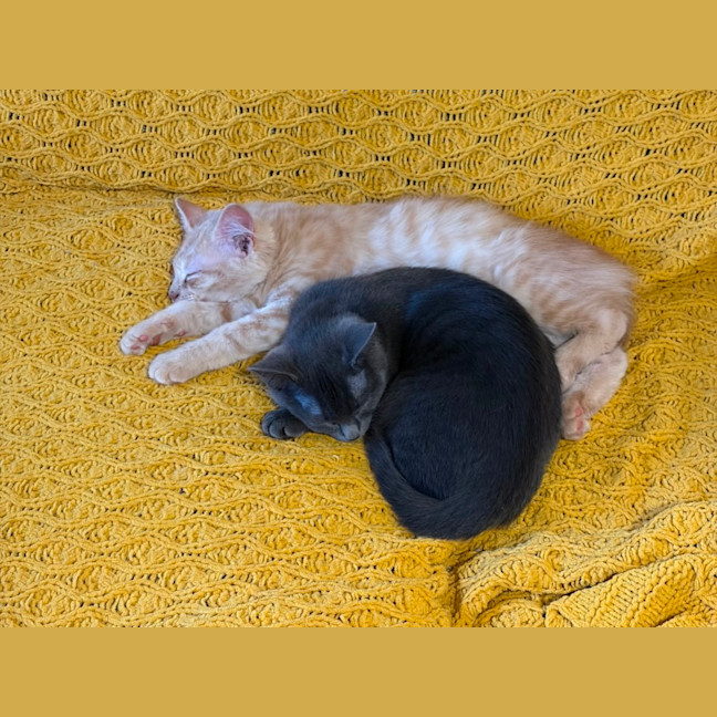 Photo of Sunny, Comet And Fox