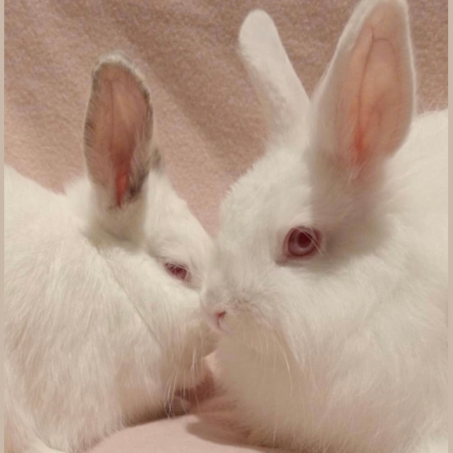 Photo of Blizzard & Odette 