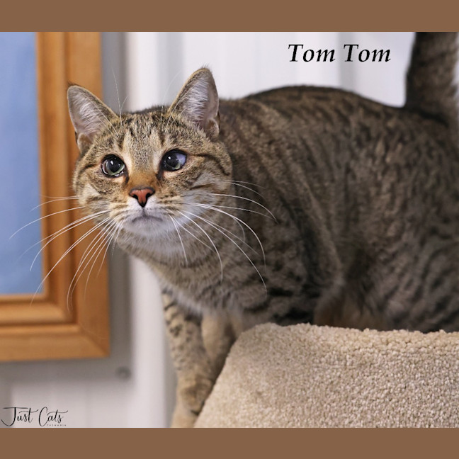 Photo of Tom Tom