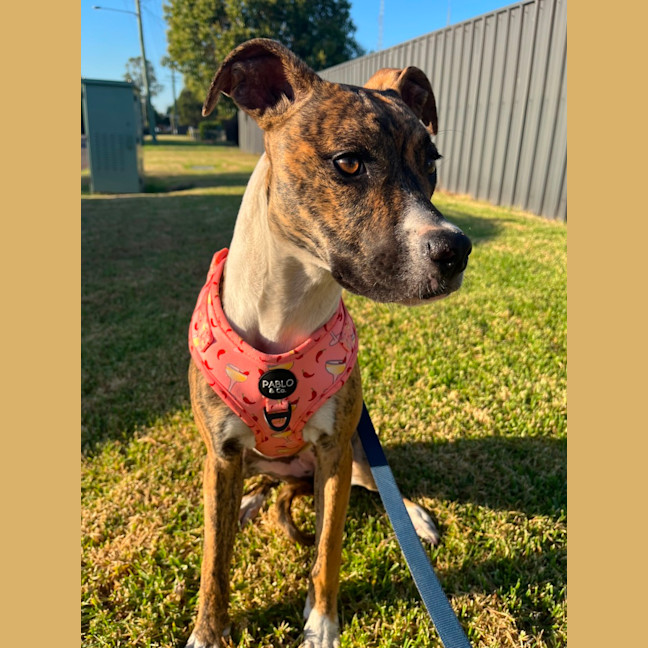Photo of Poppy   8 Month Old Whippet X Mastiff (Trial)