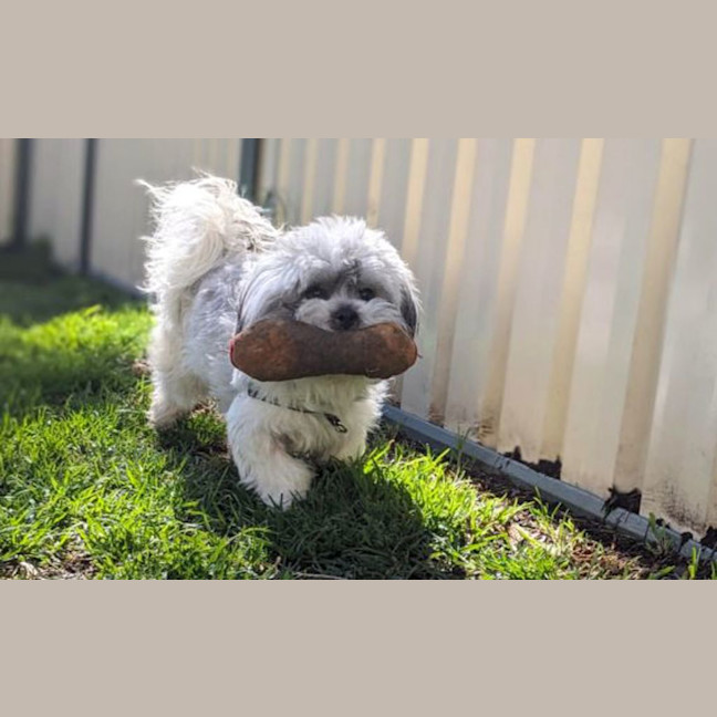 Photo of Bobo