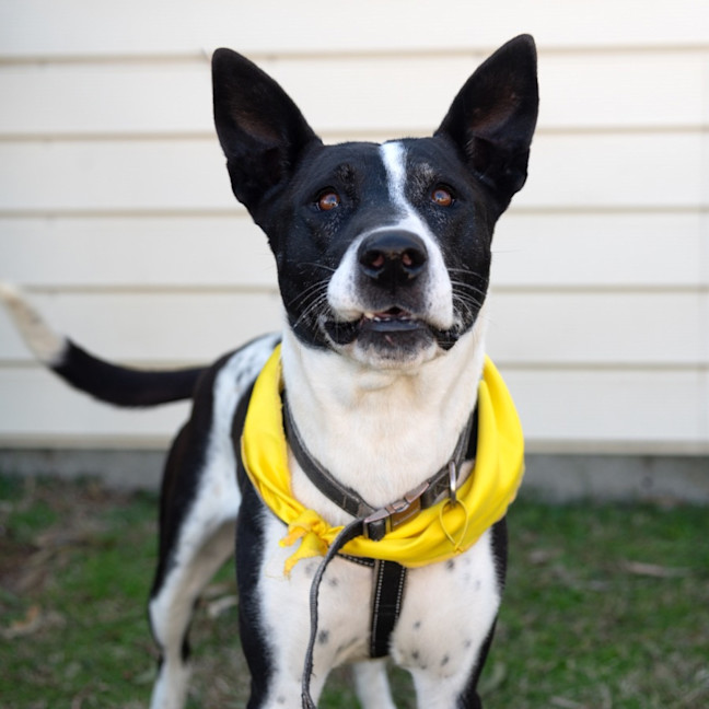 Photo of Cookie