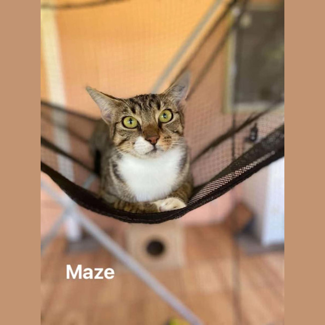 Photo of Maze