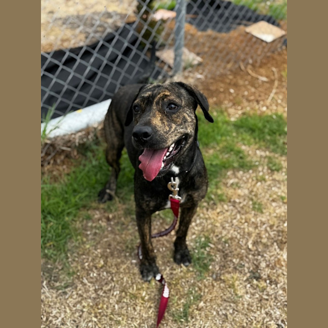 Photo of Sloan (68382)