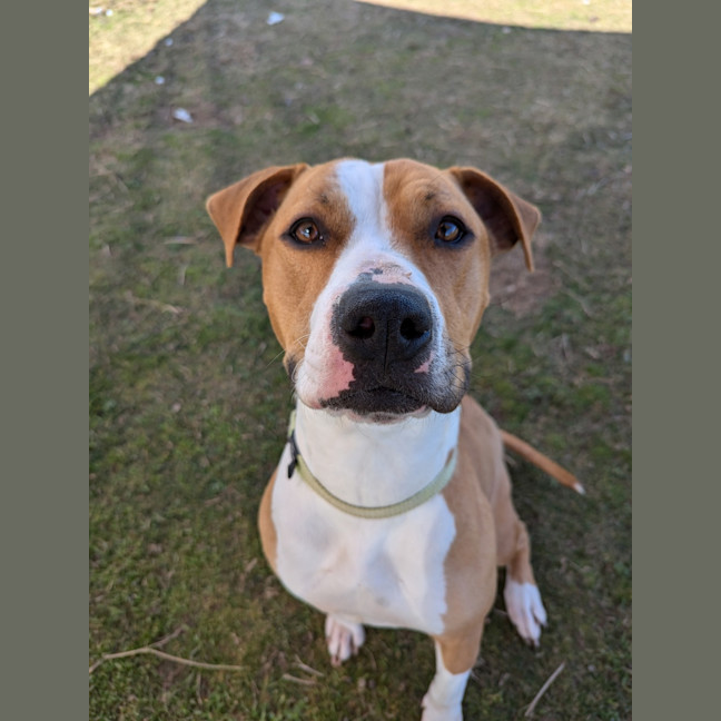 Photo of Dixie