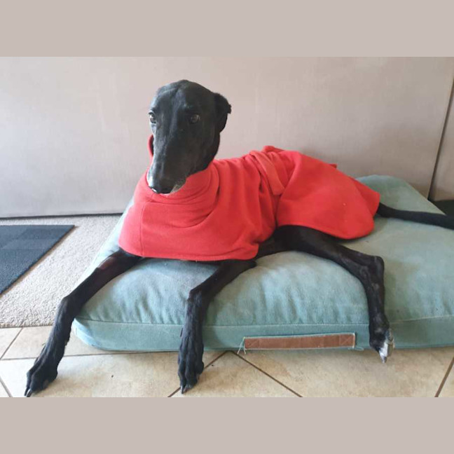 Photo of Scooby, The Greyhound