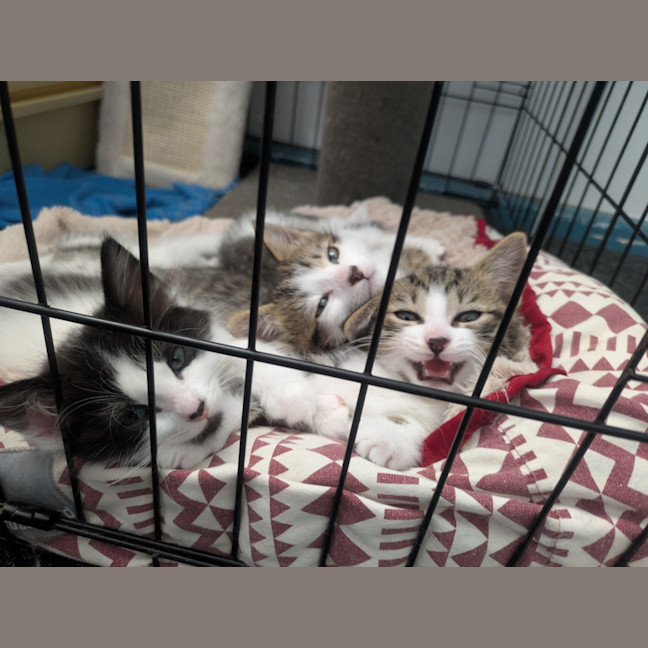 Photo of Speed Snail