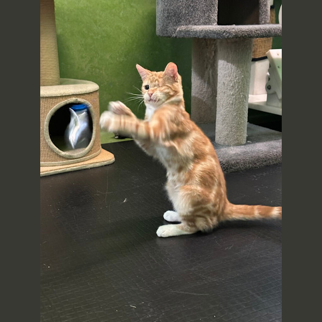 Photo of Suki