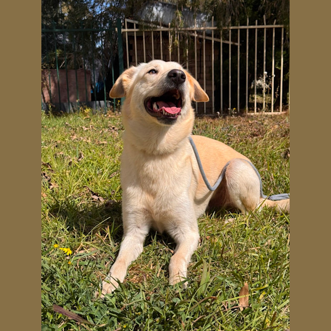 Photo of Atlas