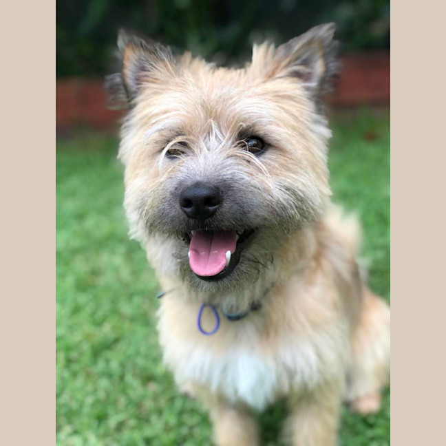 Photo of Scruffy   18mos Austr. Terrier X (On Hold)