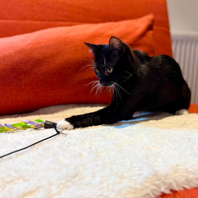 Photo of Sprinkles   In Foster Care In Brunswick East