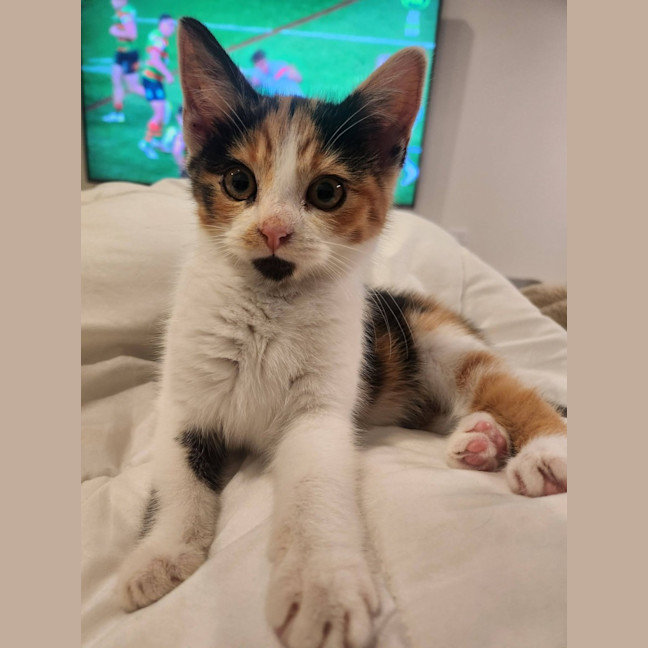 Photo of Briar