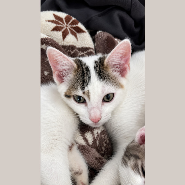 Photo of Lily