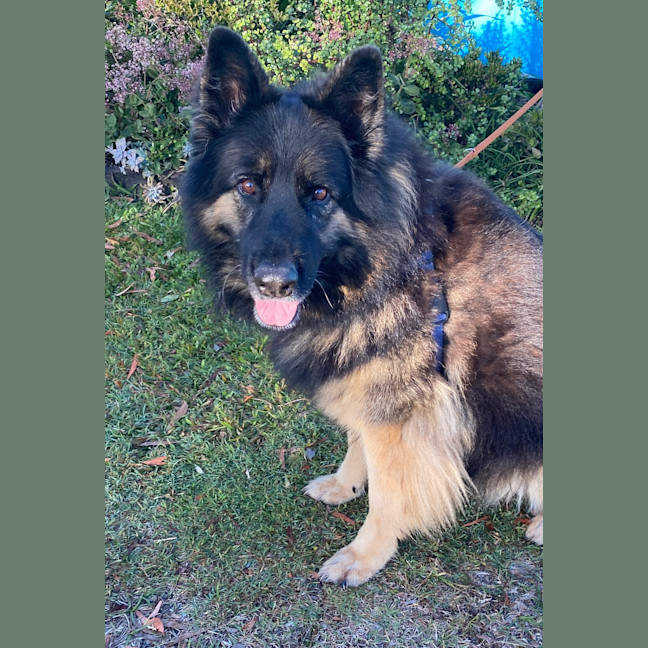 Photo of Loki