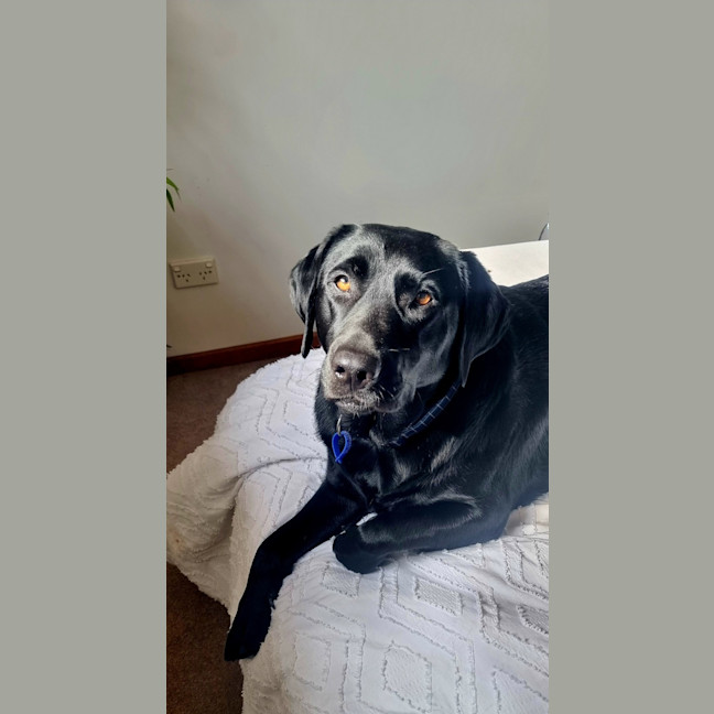 Photo of Willow   4 Year Old Labrador