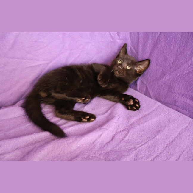 Photo of Tails