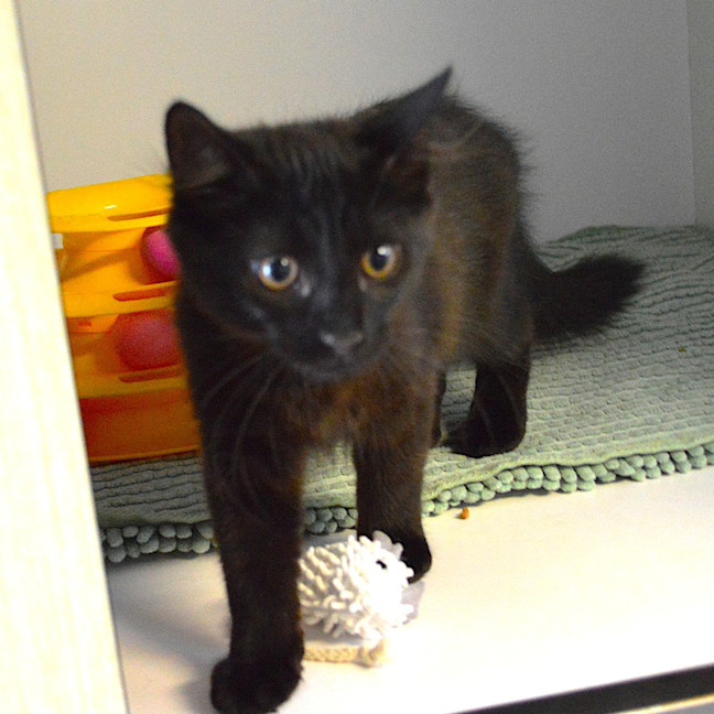 Photo of Karma (Nessa)