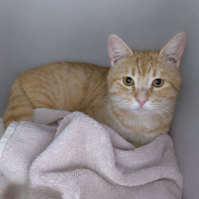 Photo of Simba