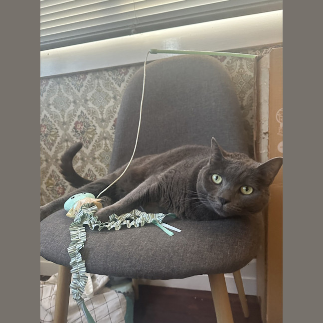 Photo of Missy