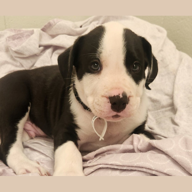 Photo of Stanley (Previously Cookie)