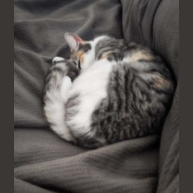 Photo of Rosie