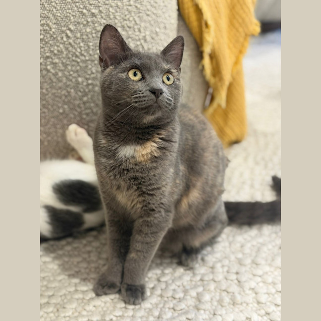 Photo of Adelita