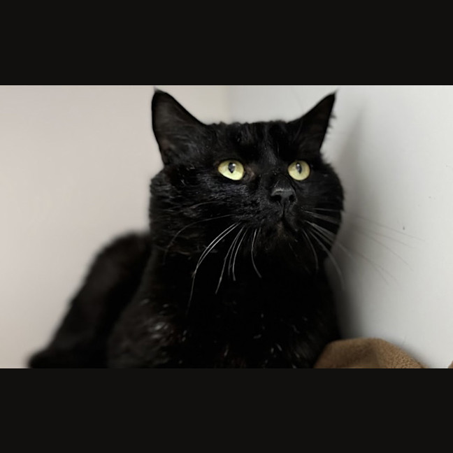 Photo of Buzz